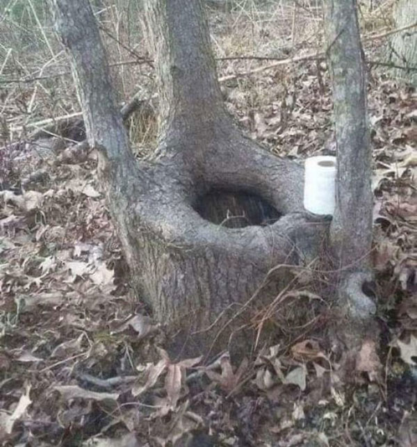 bon-cau-hinh-goc-cay Bon cau hinh goc cay