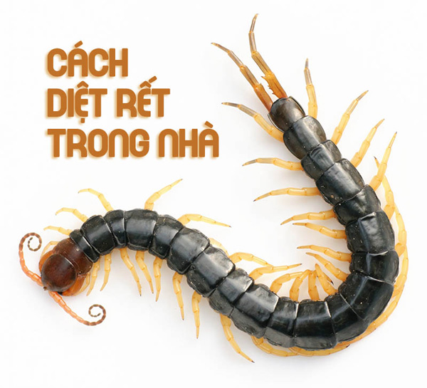 Cach diet gin ret trong nha tam