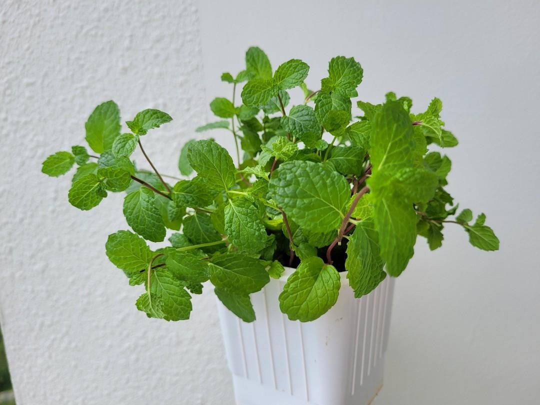 cay-bac-ha-1 cay bac ha