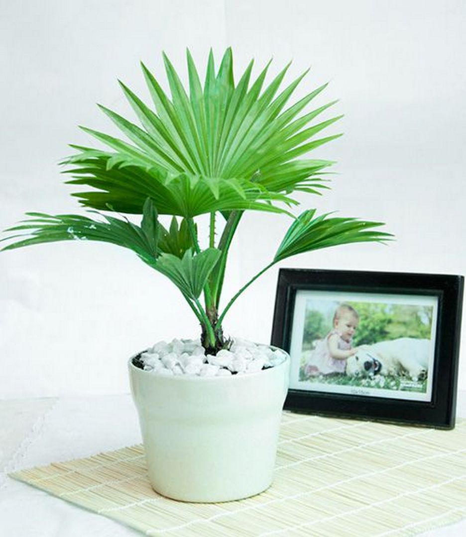 cay-co-xanh cay co xanh