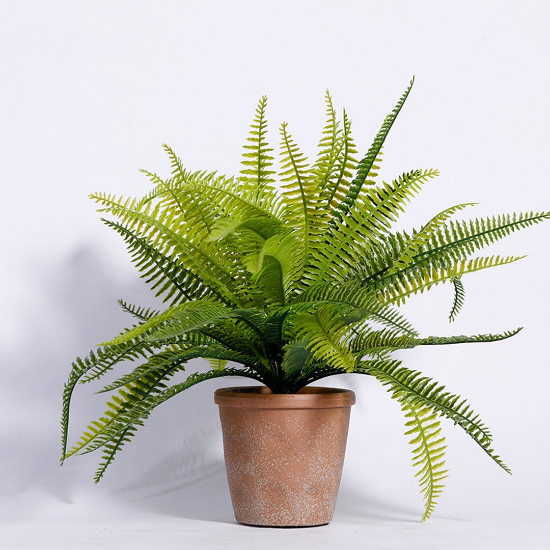 cay-duong-si cay duong si