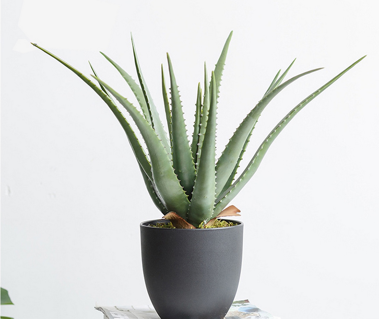 cay-lo-hoi cay lo hoi