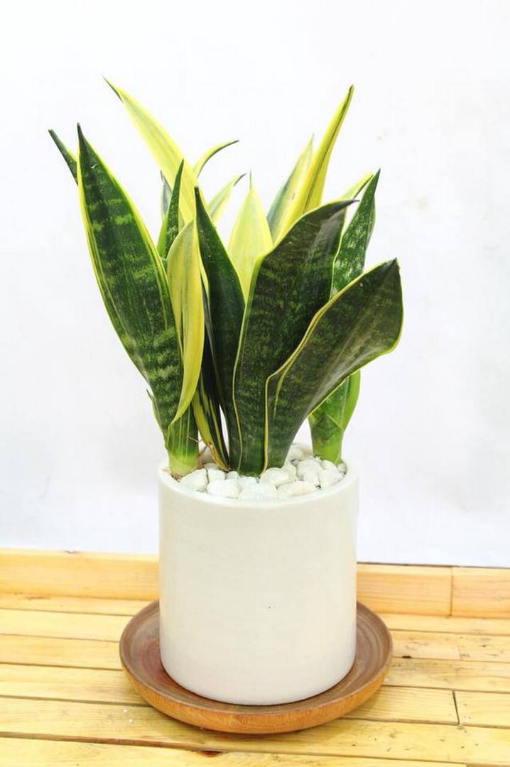 cay-luoi-ho cay luoi ho