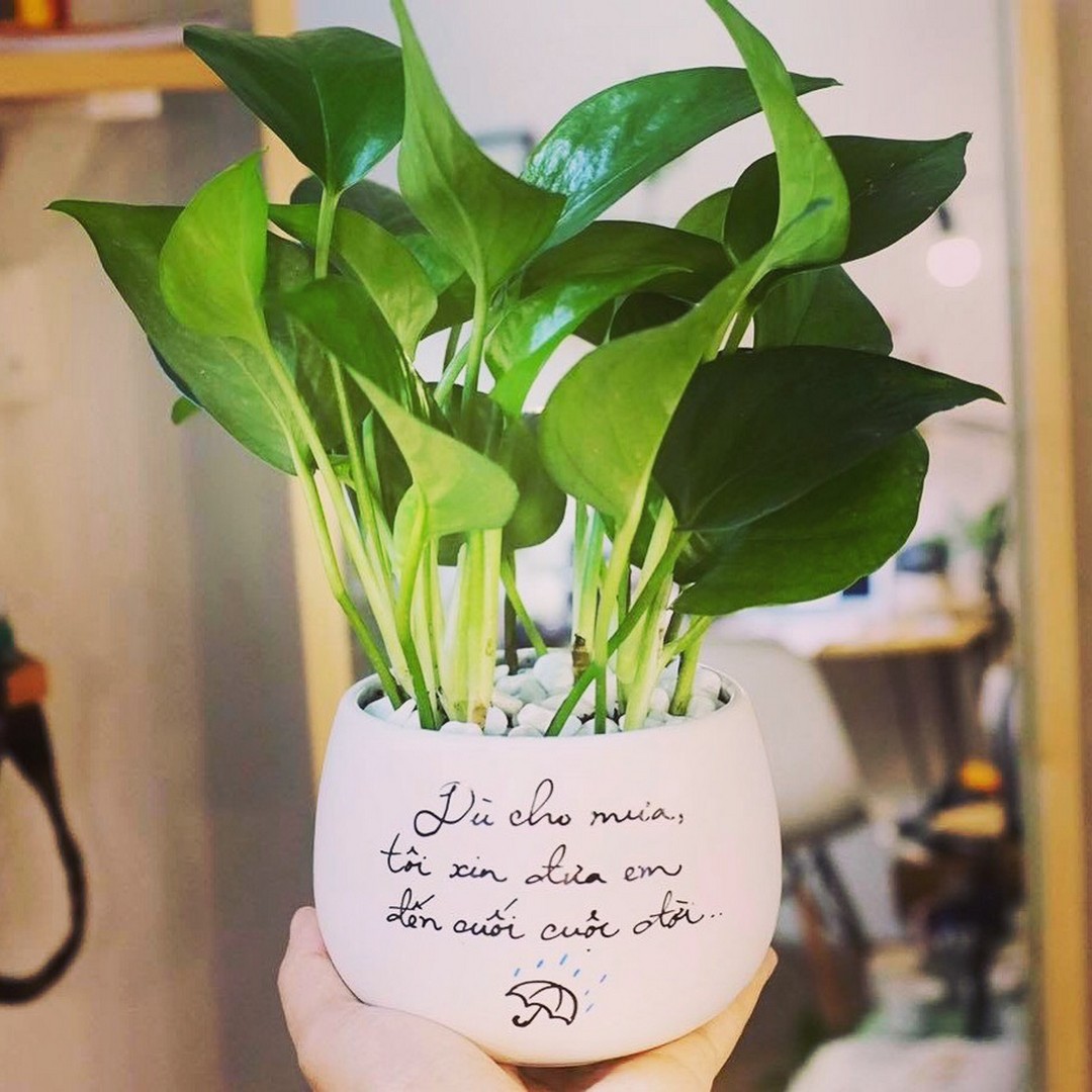 cay-trau-ba cay trau ba