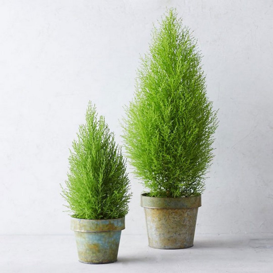 cay-tung-thom cay tung thom