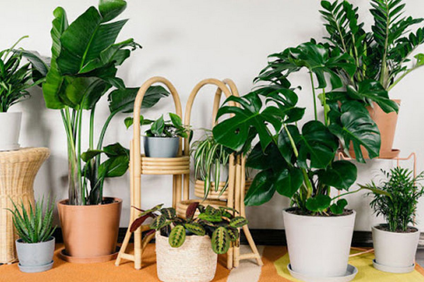 cay-xanh-trong-nha cay xanh trong nha