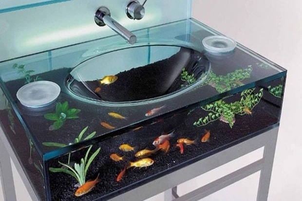 chau rua ket hop voi be ca