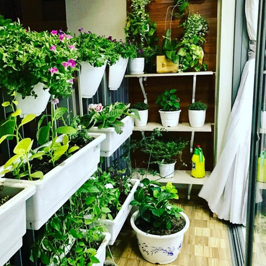 trong-rau-tai-ban-cong trong rau tai ban cong